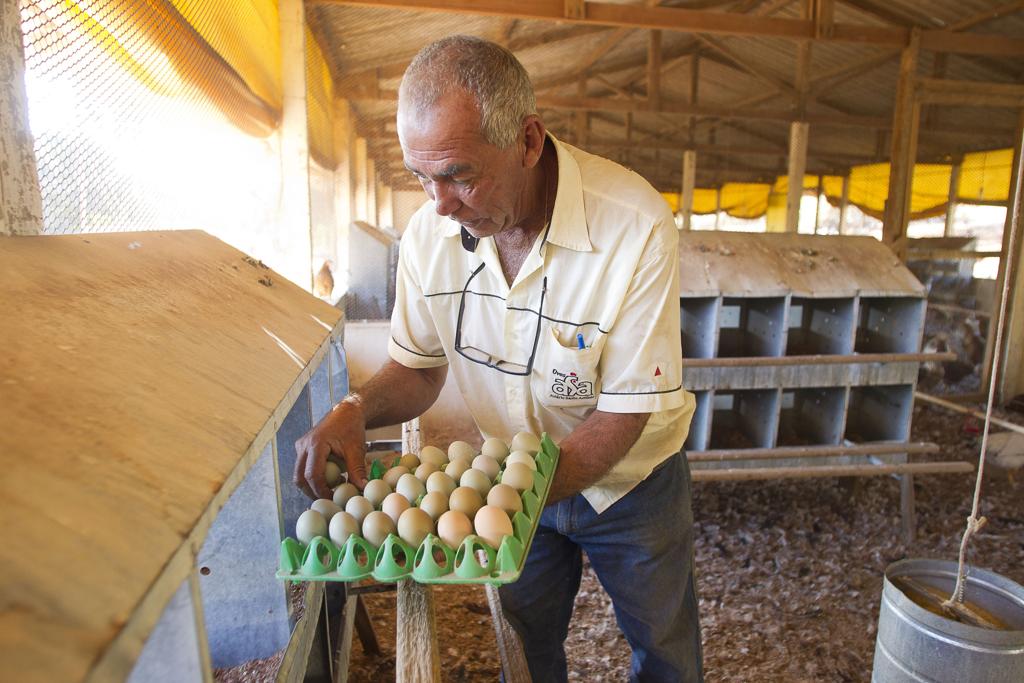 Aviário Santo Antônio (ASA), em Nepomuceno (MG) tem  um plantel de 1,5 milhão de poedeiras e 400 mil codornas | Daniel Caron/Gazeta do Povo