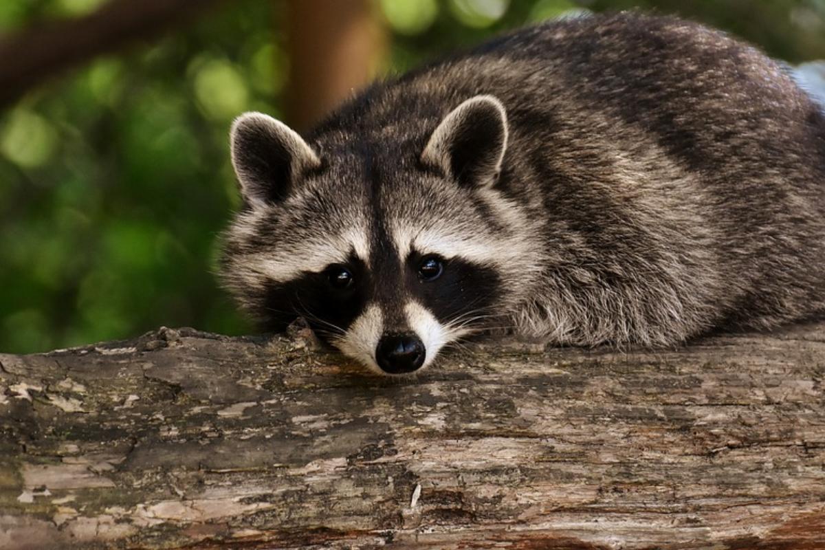 Imagem ilustrativa. | Reprodução/Pixabay