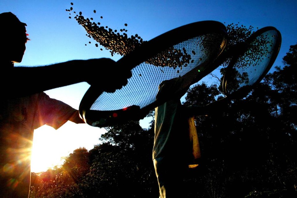 Produção de café em Varginha, Minas Gerais | ml/dc/MAURICIO LIMA