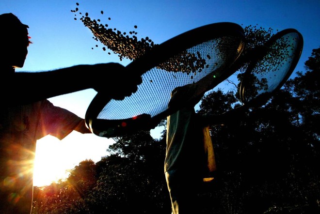 Produção de café em Varginha, Minas Gerais | ml/dc/MAURICIO LIMA