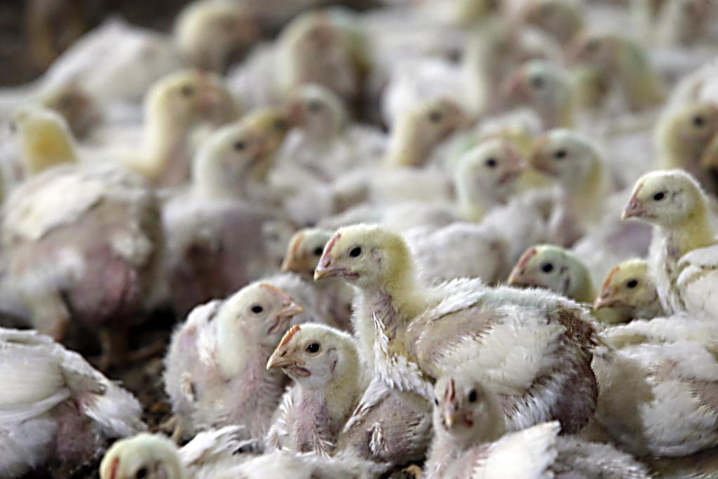 Influenza aviária no Brasil só é possível se houver sabotagem, afirma  o presidente do Sindiavipar, Domingos Martins | Albari Rosa/Gazeta do Povo