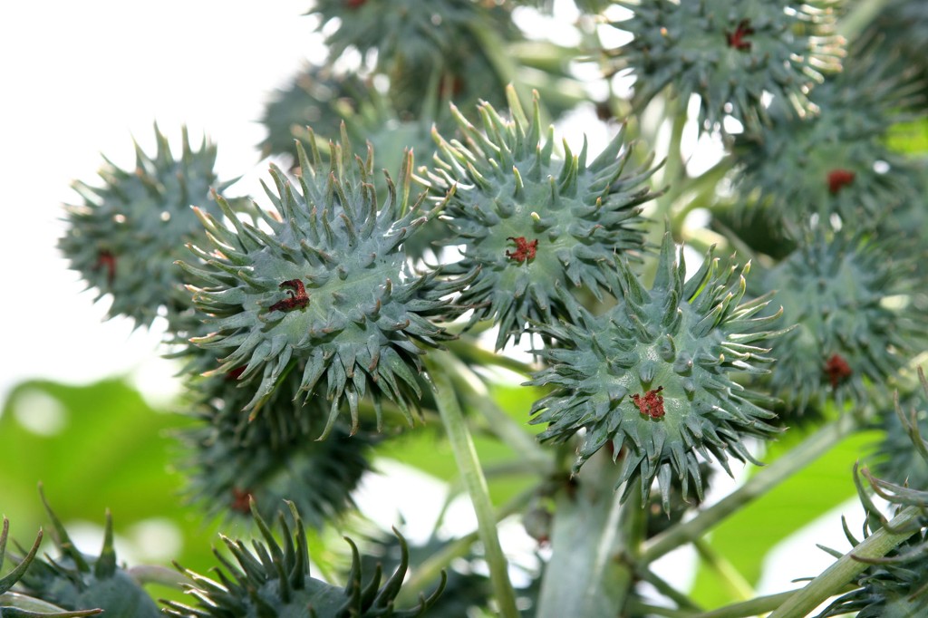 Brasil é o terceiro maior produtor mundial de mamona