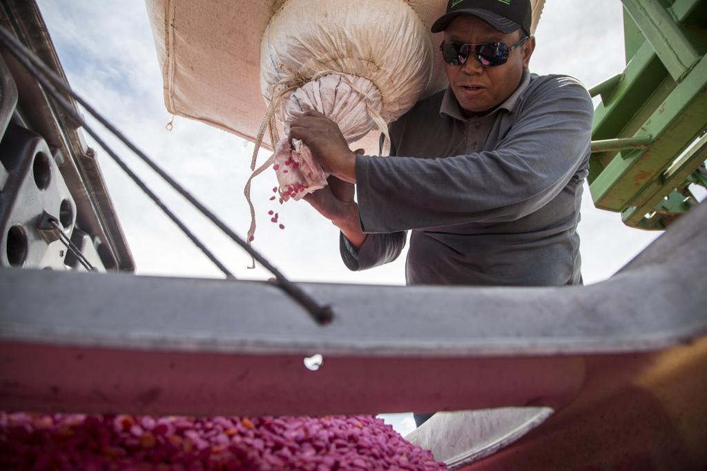 Sementes para plantio de soja: tecnologia intacta da Monsanto tem validade de patente questionada na justiça | Marcelo Andrade/Gazeta do Povo