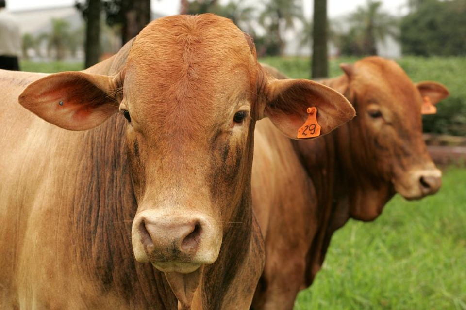 É proibida a alimentação de bovinos com cama aviária. | HUGO HARADA/GAZETA DO POVO