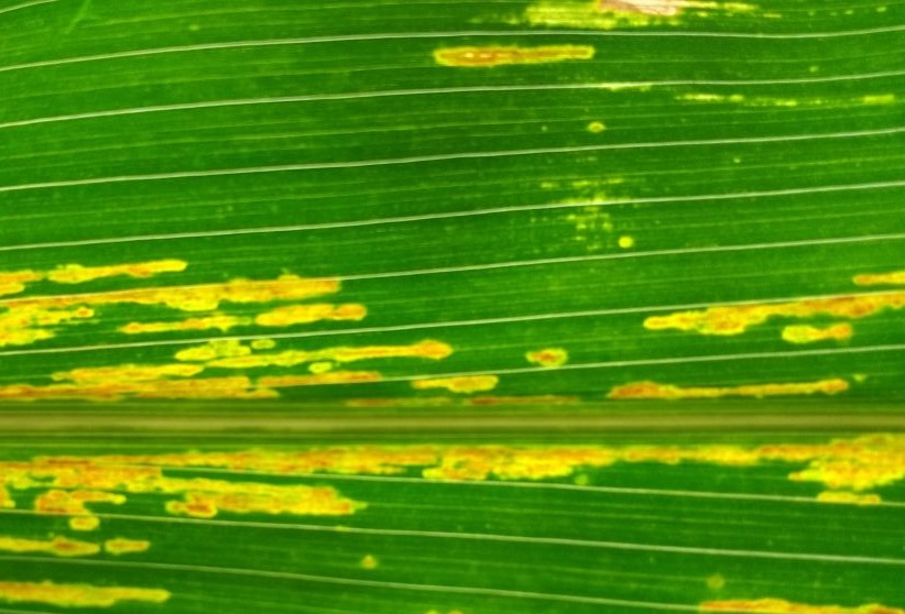Aspecto da folha de milho no estágio inicial da doença | Divulgação/Iapar