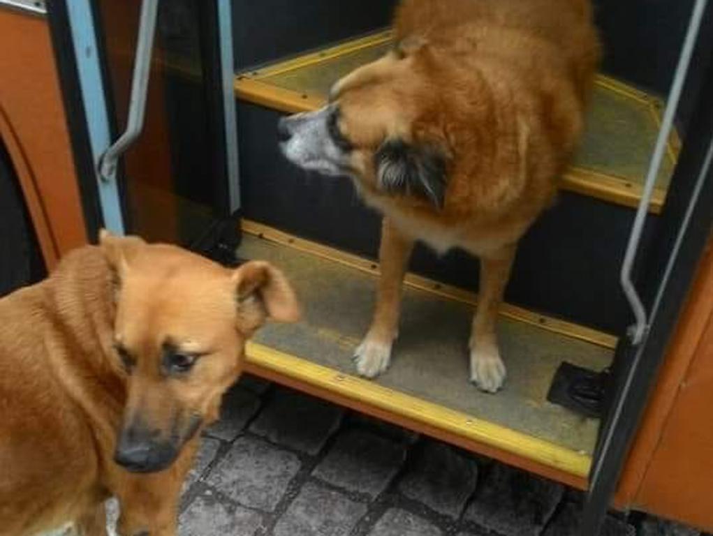 Pitoko não é o único cão comunitário que gosta de dar passeio nos ônibus da capital | Reprodução/Facebook