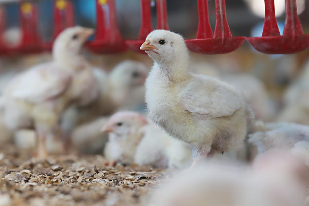 Controle da salmonela segue um caminho simples, prático e barato | Albari Rosa/Gazeta do Povo