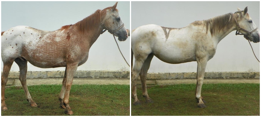 Pé de Pano e Fá Sinfonia, cavalos roubados do Centro de Produção e Pesquisa de Imunobiológicos (CPPI), da Secretaria de Estado da Saúde (Sesa). | Divulgação CPPI/