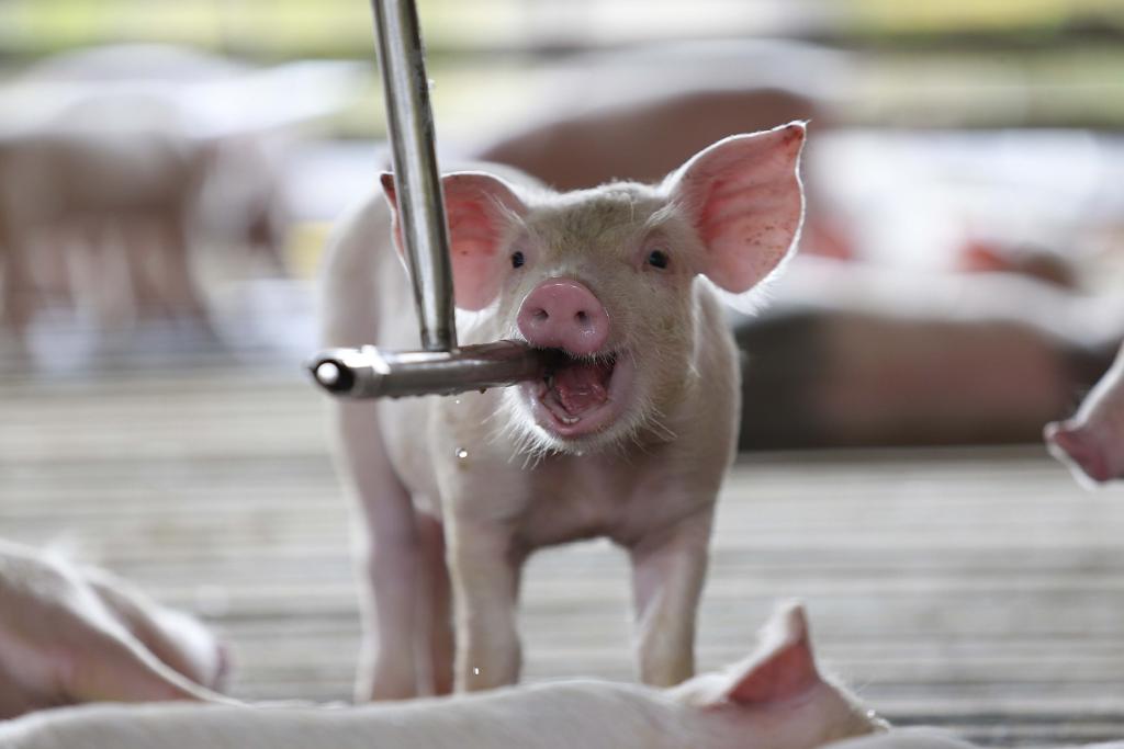 Linha de crédito terá juros finais de 10 % a 11% ao ano | Jonathan Campos/Gazeta do Povo