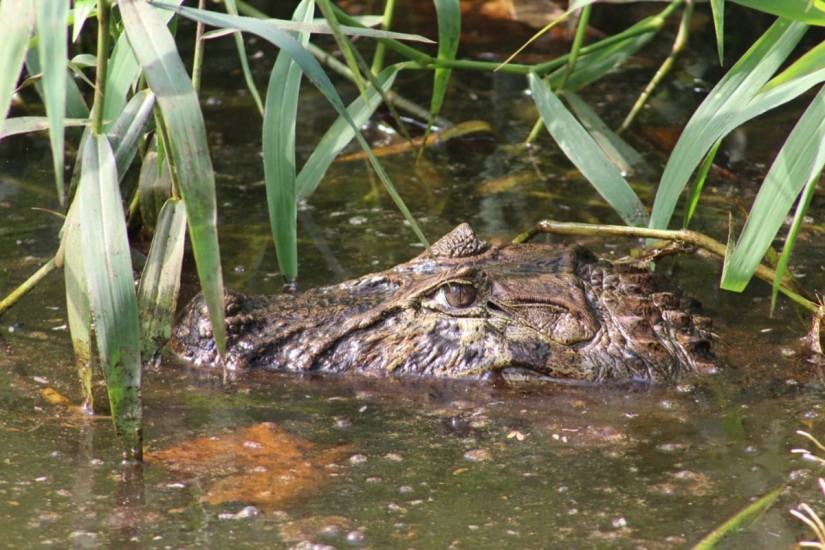 | Almir Alves/Matinhos Agora