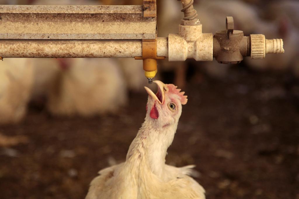 Paralisação nas rodovias impactou também os abates. No Paraná, redução foi de 23,5%. | Daniel Caron/Gazeta do Povo