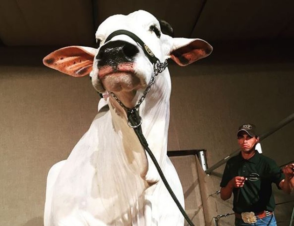 Vaca  Parla já chegou a valer R$ 6 milhões | Reprodução/