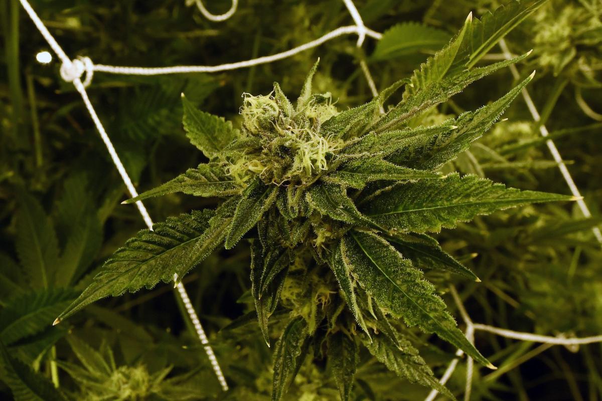 Planta de maconha cultivada em Las Vegas, Nevada, nos EUA. Imagem ilustrativa.  | Ethan Miller/AFP