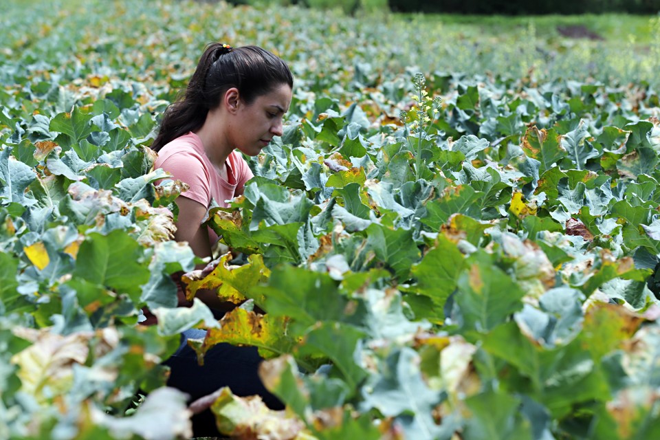 Em 11 anos, aumentou a proporção de dirigentes de estabelecimentos agropecuários no País do sexo feminino | Albari Rosa/gazeta do povo