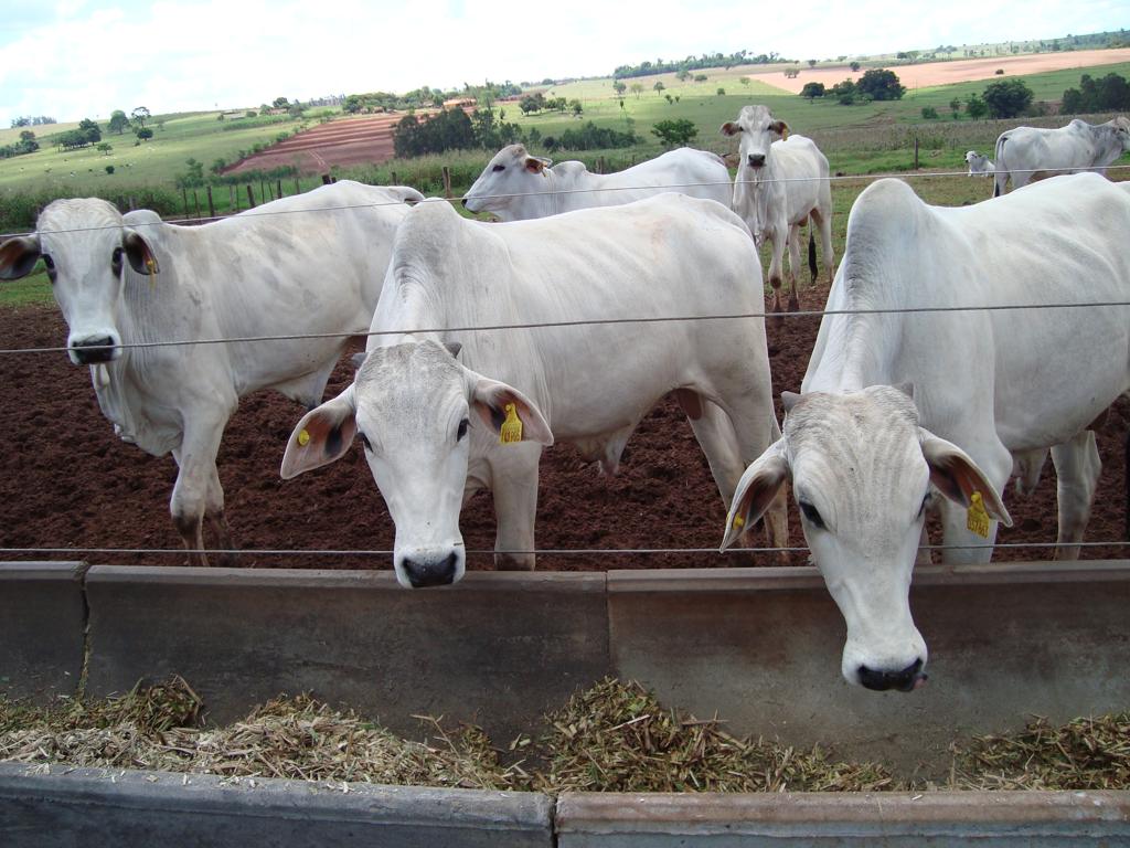 Europeus insistem em cobrar tarifas, mesmo dentro de cotas para importação de carne do Mercosul | Arquivo/Gazeta do Povo