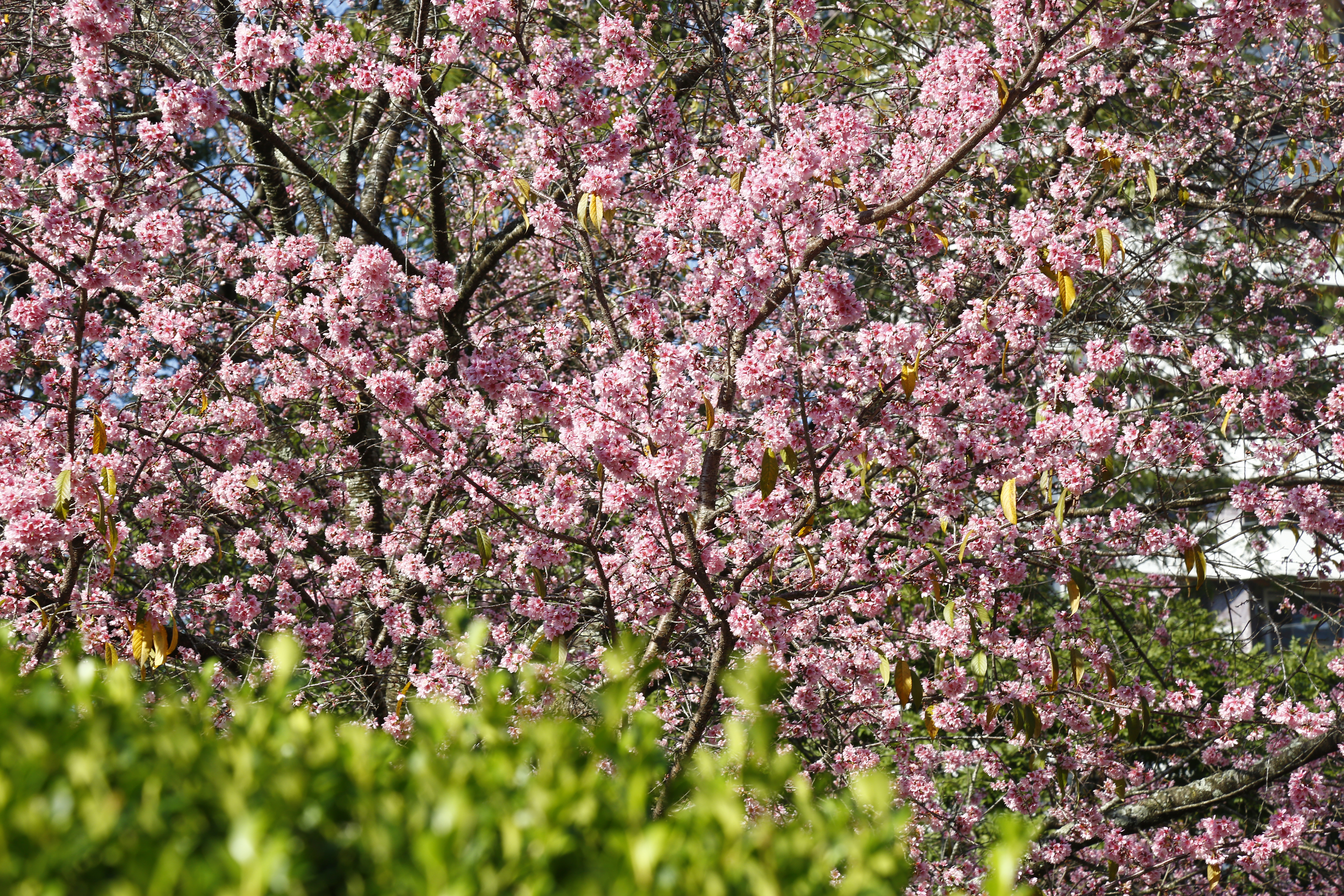 Todos os anos, cerejeiras de Curitiba florescem entre o fim de junho e início de julho. | Aniele Nascimento/Gazeta do Povo