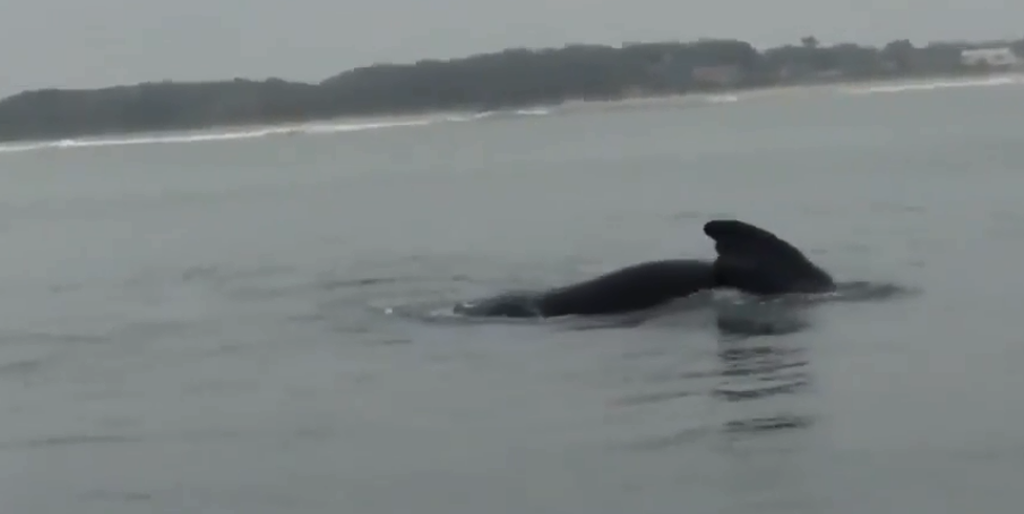 Baleia que foi vista na semana passada pode ter aparecido de novo, agora com filhote | Reprodução/Fabio Miranda do Nascimento