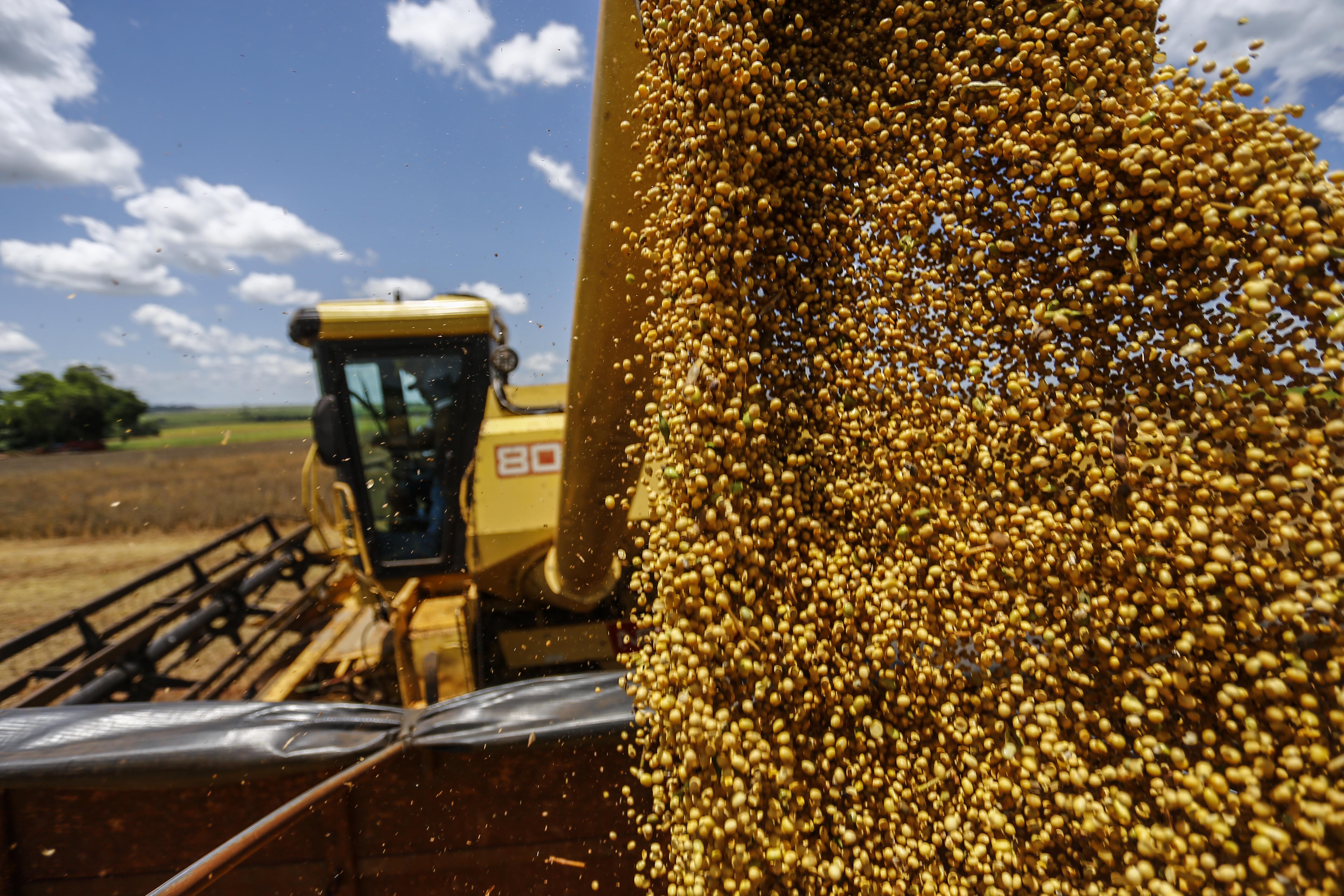 Em relação ao ciclo passado, a safra total de grãos teve uma queda de 3,9%, segundo a Conab (228,5 mi de t), e de 5,3%, de acordo com o IBGE (227,9 mi de t). | Jonathan Campos/GAZETA DO POVO