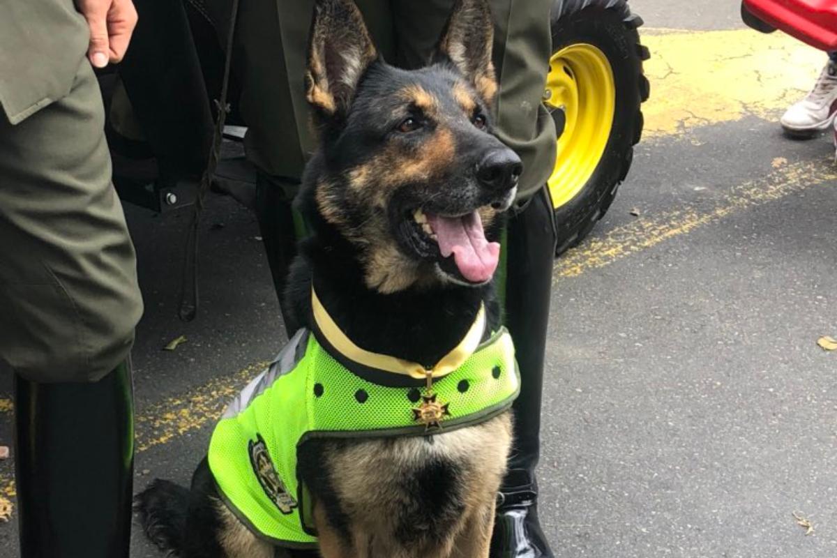 A cachorra Sombra, da polícia colombiana, mostrou ser um terror para os narcotraficantes colombianos | Carlos Villareal/Twitter