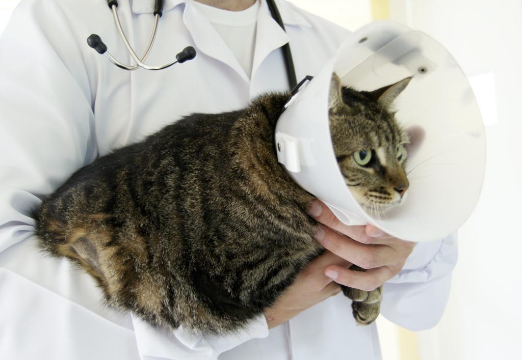 | Marco Andre lima/Gazeta do Povo