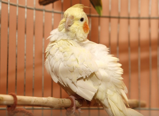 Transporte de aves: aeroportos nacionais que recebem voos de outros países contam com profissionais do sistema de Vigilância Agropecuária Internacional para colher amostras laboratoriais de pássaros. | Antônio More
/ Gazeta do Povo