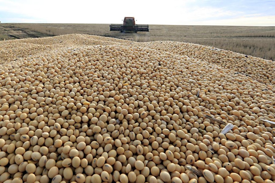 Estados Unidos devem produzir 124 milhões e, o Brasil, 120 milhões de toneladas, de acordo com o USDA. | Albari Rosa/Gazeta do Povo