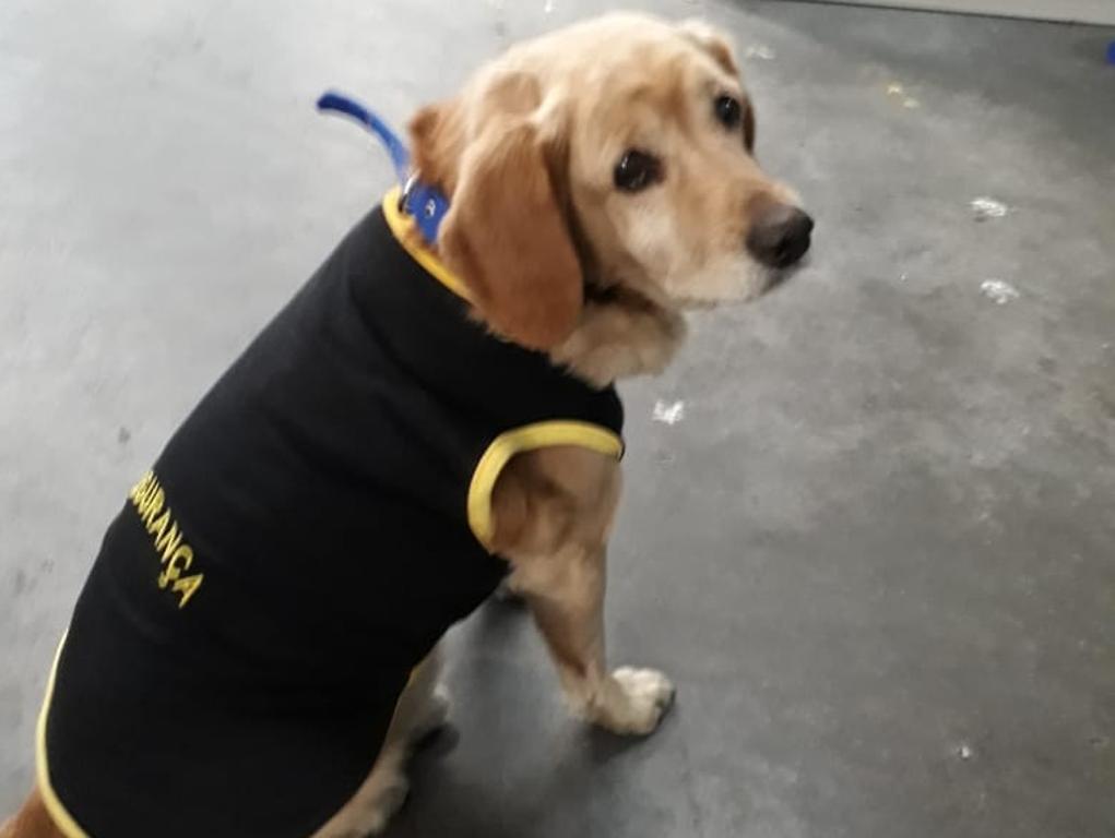 O cão foi chamado de Doc, ganhou uniforme e até crachá. | Colaboração/Sheila Cordeiro Abagge