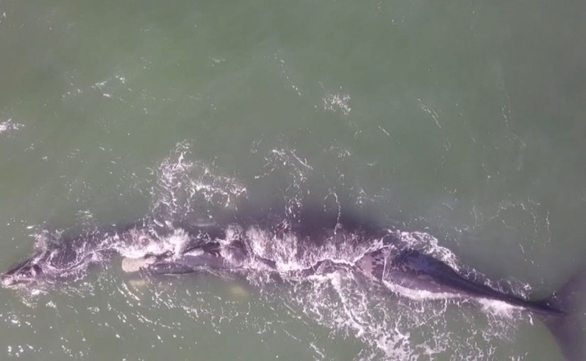 Drone foi conduzido por cerca de dois quilômetros mar adentro para fazer as imagens. | Almir Alves/Fanpage Matinhos Agora