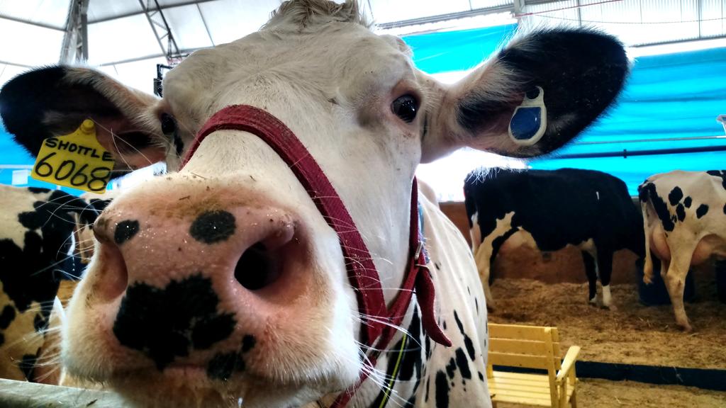 O brinco (o azul, no detalhe) passa informações ao computador a partir dos movimentos produzidos pela vaca. | João Rodrigo Maroni/Gazeta do Povo