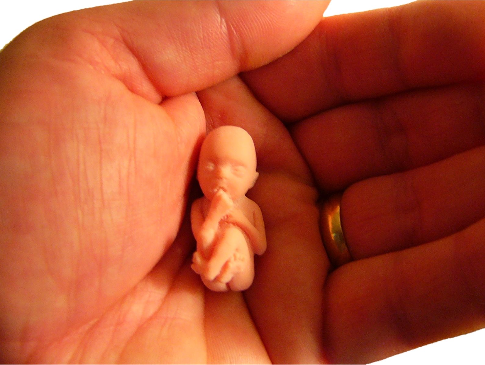 | Bill Davenport/Free Images