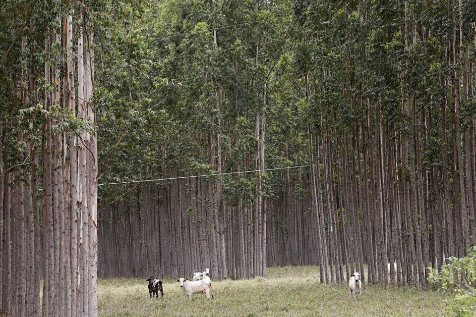 A atividade florestal deve crescer três vezes nos próximos anos, com redução de área plantada e aumento de produtividade. | Felipe Rosa/TRIBUNA DO PARANA