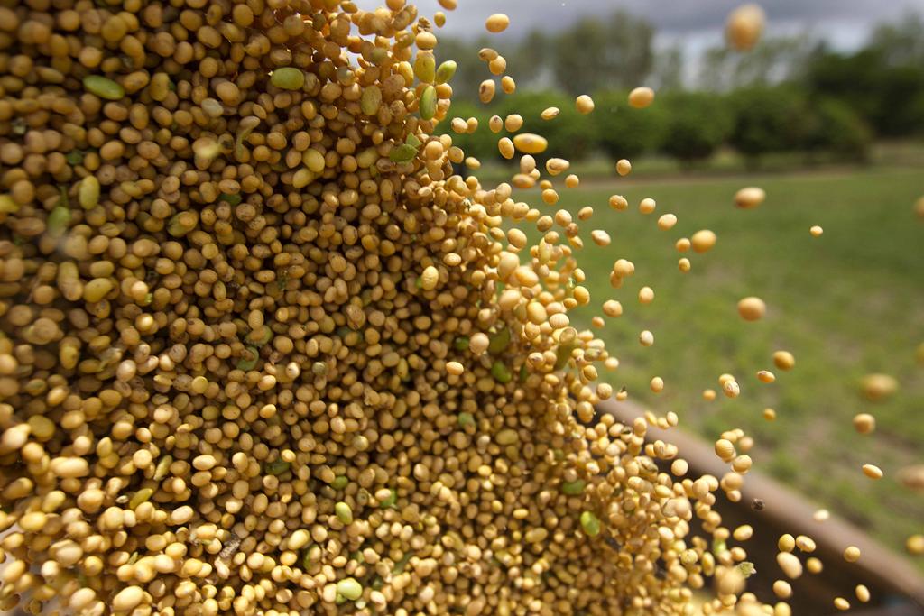A produção de soja vai salta de 115 milhões de toneladas para 156 milhões de t. | JONATHAN CAMPOS/GAZETA DO POVO