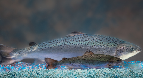 Canadenses já criam salmão transgênico no Brasil | /