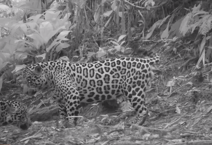 Onças-pintadas flagradas na Serra do Mar. | Divulgação/Instituto de Pesquisas Cananeia