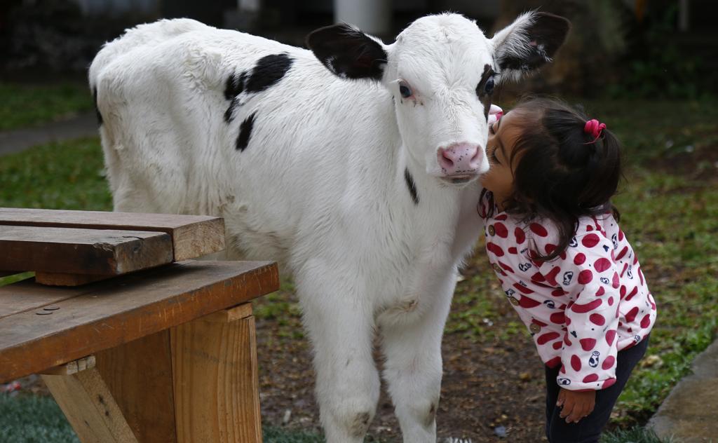 Nem cão e nem gato: pai trouxe um bezerro de presente para a filha | Aniele Nascimento/Gazeta do Povo