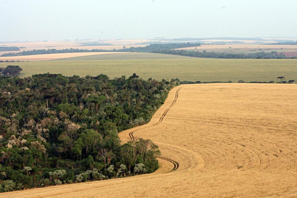 Brasil tem mais de 65% do território coberto de áreas verdes | Albari Rosa/Gazeta do Povo