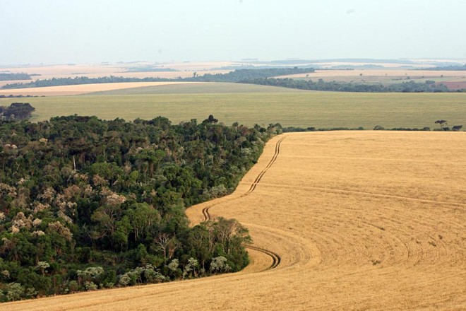 Brasil tem mais de 65% do território coberto de áreas verdes | Albari Rosa/Gazeta do Povo