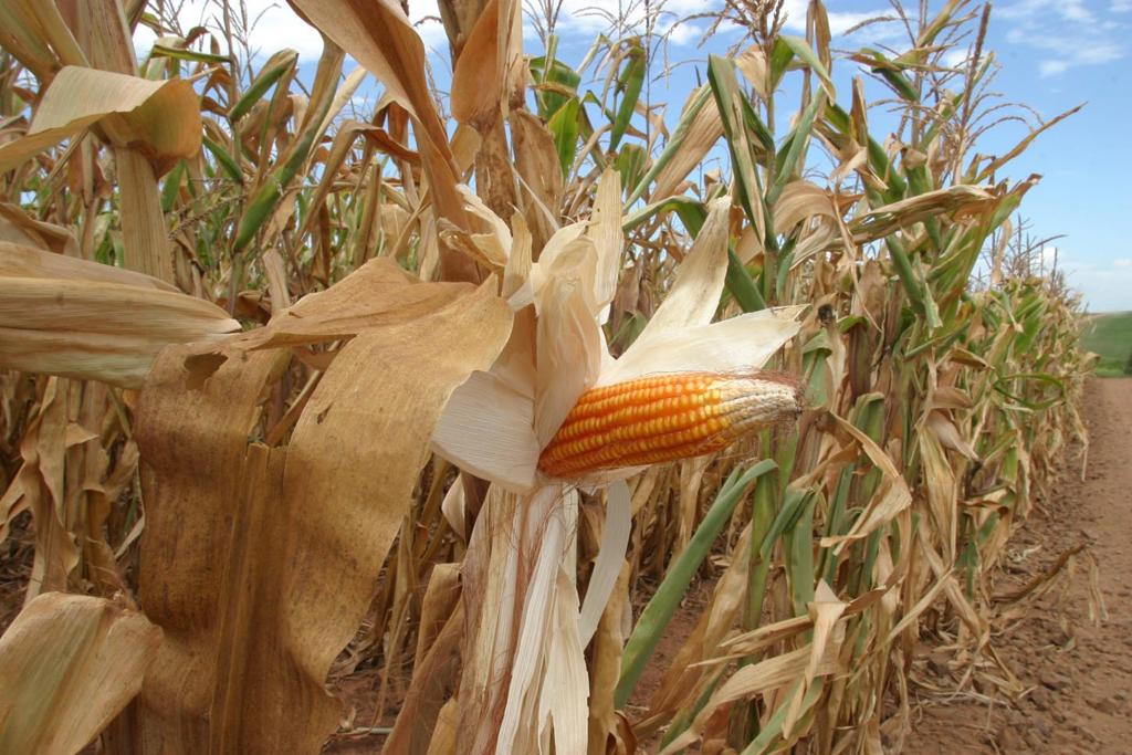Vários pequenos comerciantes e agricultores reclamam de suposto golpe aplicado pela empresa Fort Grãos Associados | Arquivo/Gazeta do Povo