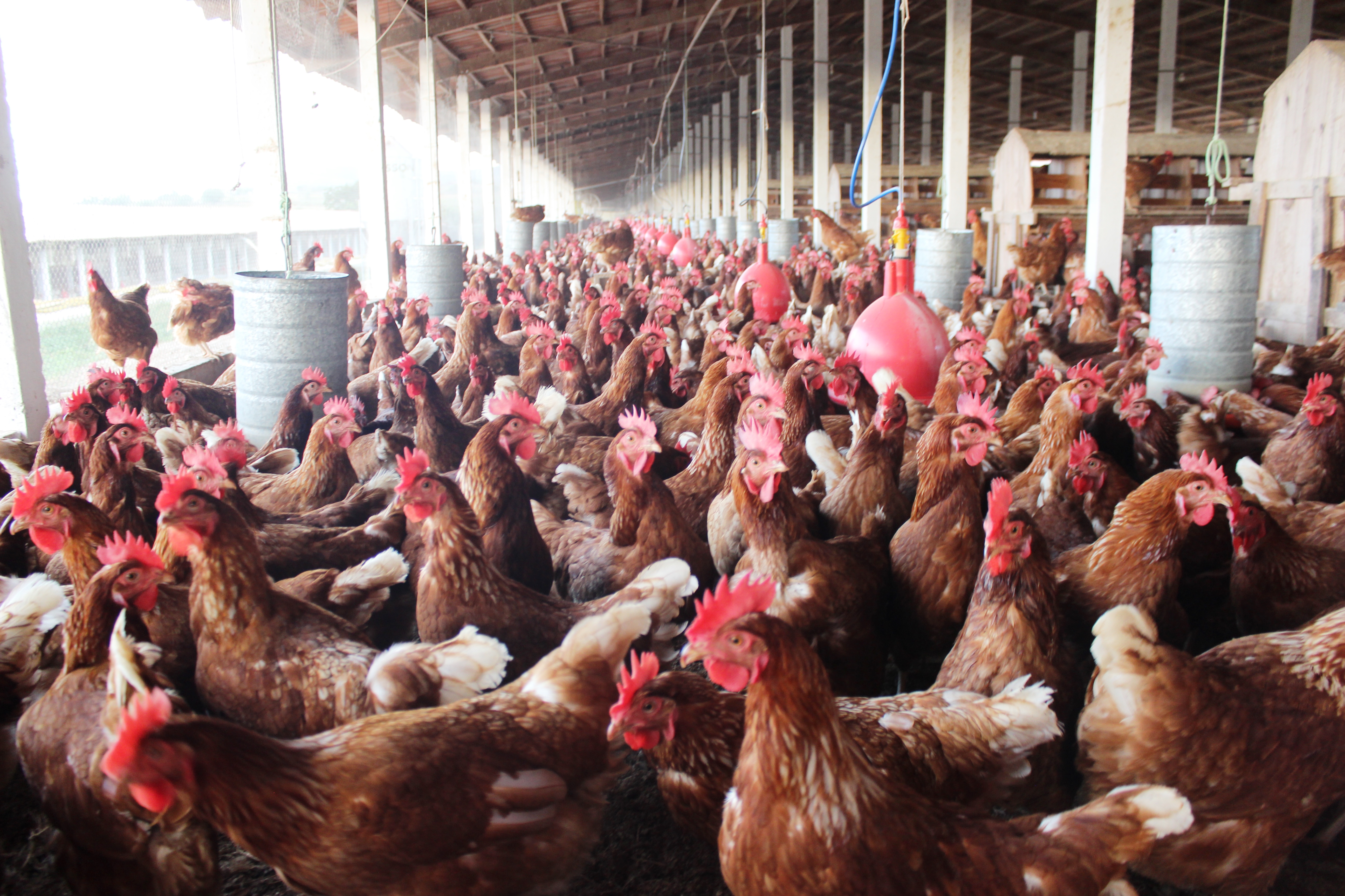 Principal polo avícola do Nordeste, a região de São Bento do Una todo mês produz 6,3 milhões de frangos e 200 milhões de ovos . | /