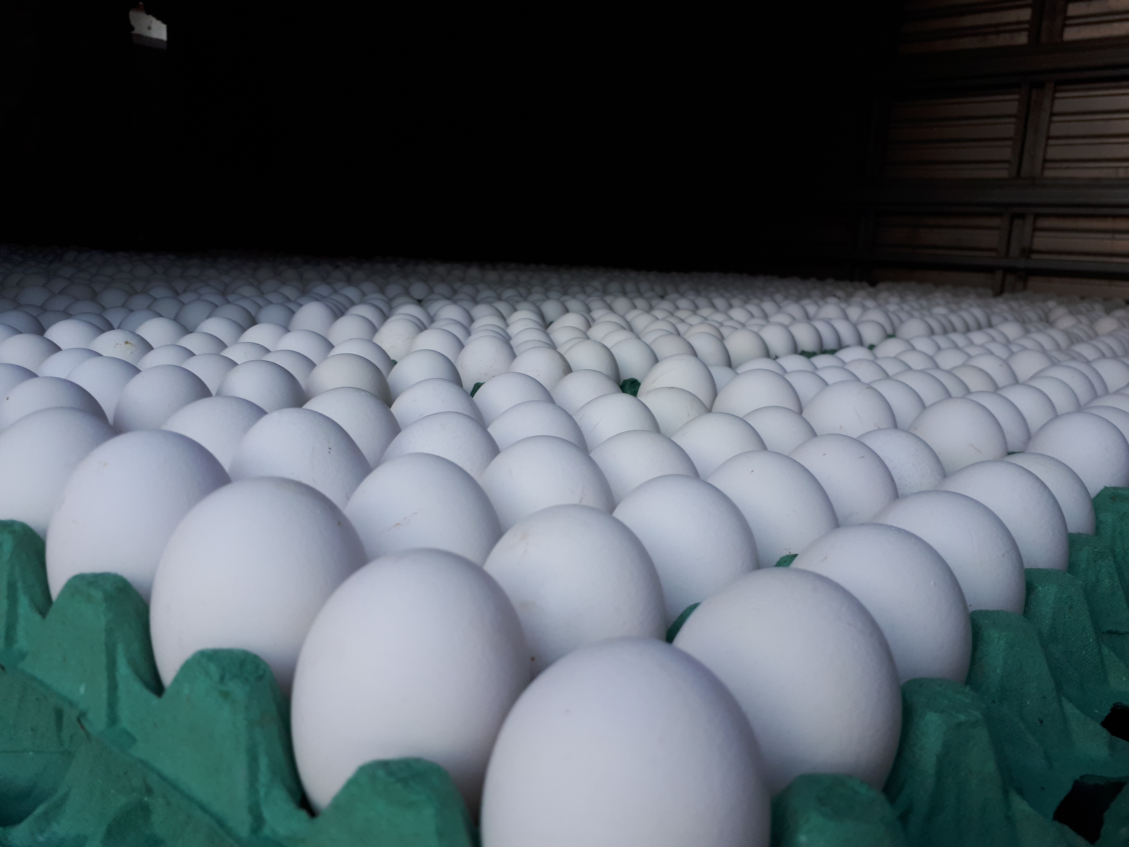 | Marcos Tosi/Gazeta do Povo