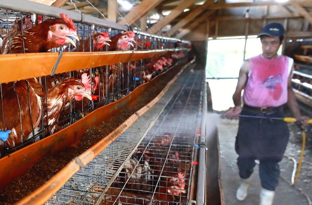 Com o calor, as galinhas perdem o apetite e produzem ovos menores | Japan News-Yomiuri/Japan News-Yomiuri