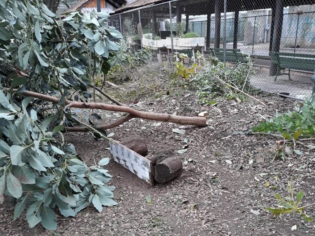 As árvores do pomar e as mudas da horta foram arrancadas na madrugada do último domingo (5) | Divulgação/Alexandre Zampier
