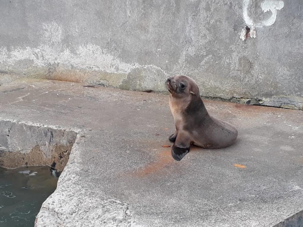 Lobo-marinho aproveitou estrutura de concreto do porto para descansar | Divulgação/Appa