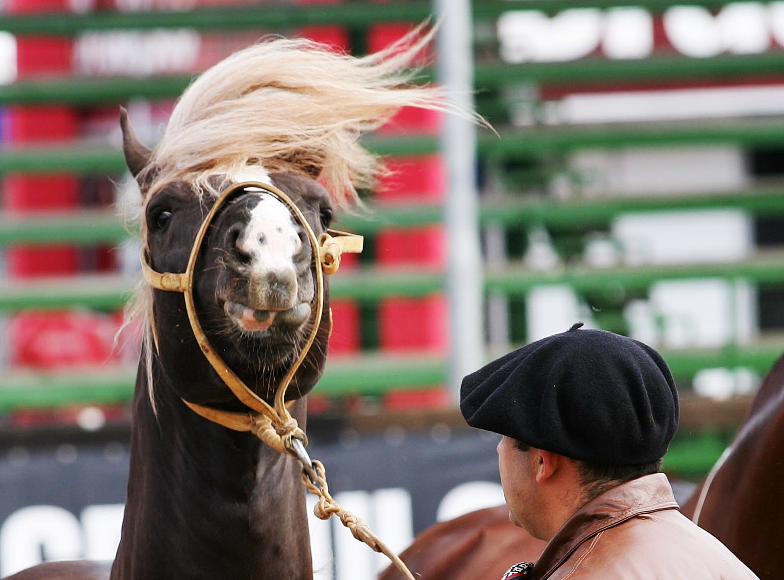 Na Expointer, de guaiaca e bombacha, tesoura e escova, grommers, como são chamados os esteticistas de animais, alisam e tosquiam os bichos. | Divuldação/Expointer