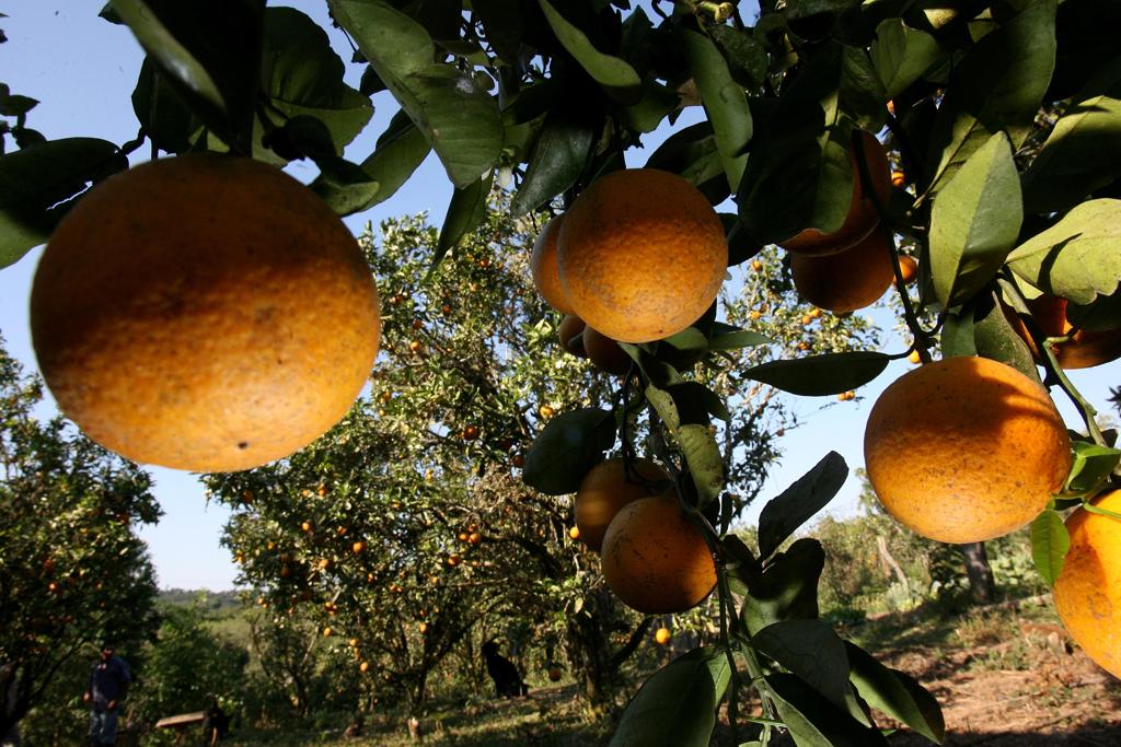 Nova fábrica irá produzir polissacarídio feito a partir da laranja, que é usado como texturizante em bebidas lácteas. | Jonathan Campos/Gazeta do Povo
