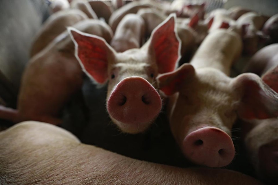 Apesar de não ser contagiosa para os seres humanos, a doença é uma ameaça para o mercado de suínos chinês. | JONATHAN CAMPOS/GAZETA DO POVO