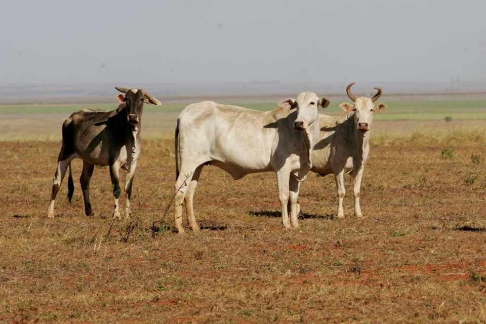 A seca que quebrou as plantações no Canadá também está abalando o setor pecuário do país. | ALBARI ROSA/Gazeta do Povo