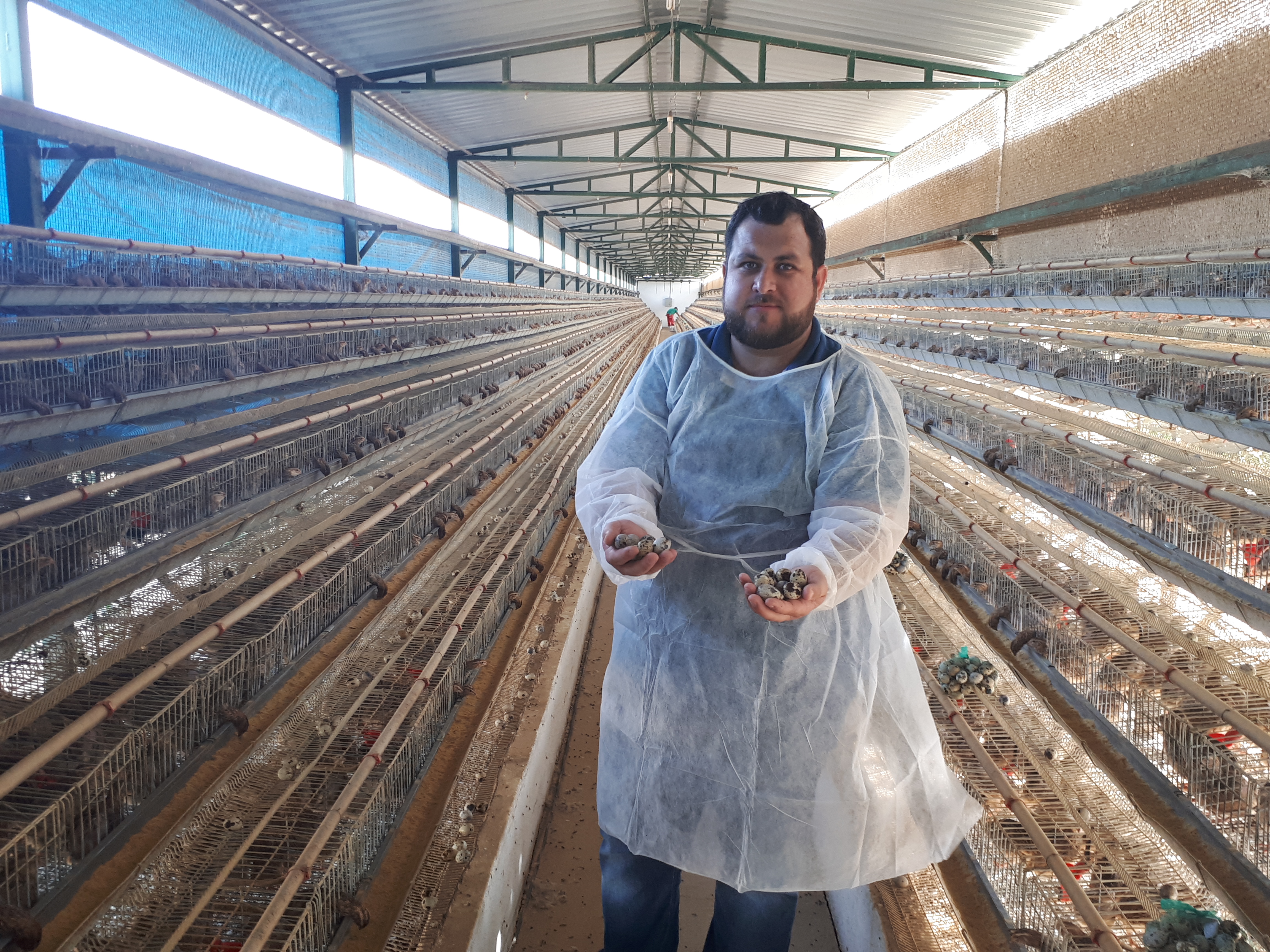 “A gente optou pela codorna devido ao custo de implantação da criação, achei que era mais barato investir”, relembra Tobias, hoje com 28 anos. | Agronegócio/Gazeta do Povo