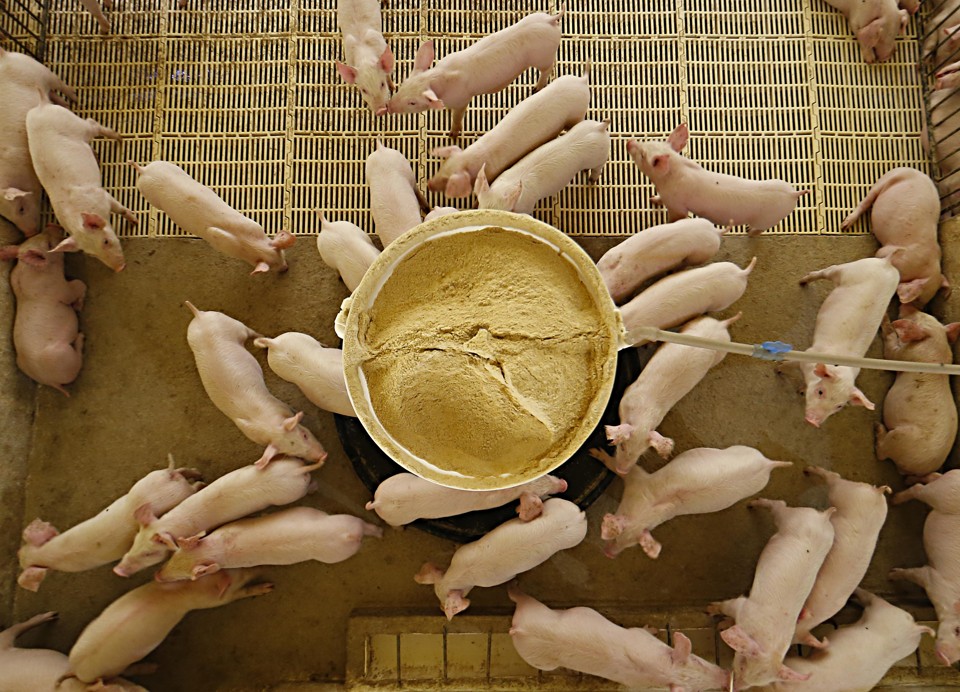 A alimentação é o componente de maior participação no custo de produção animal, exigindo atenção especial dos produtores. | Albari Rosa/Gazeta do Povo