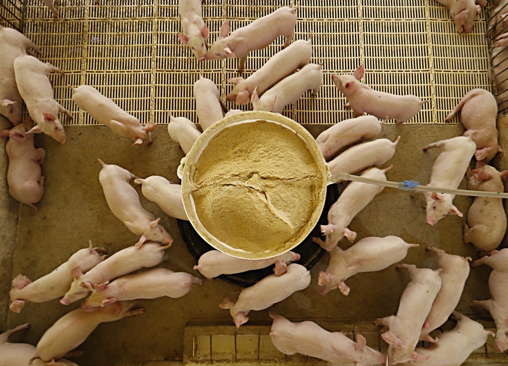 A alimentação é o componente de maior participação no custo de produção animal, exigindo atenção especial dos produtores.